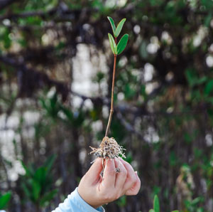 holding a Collecting Mangrove Propagules