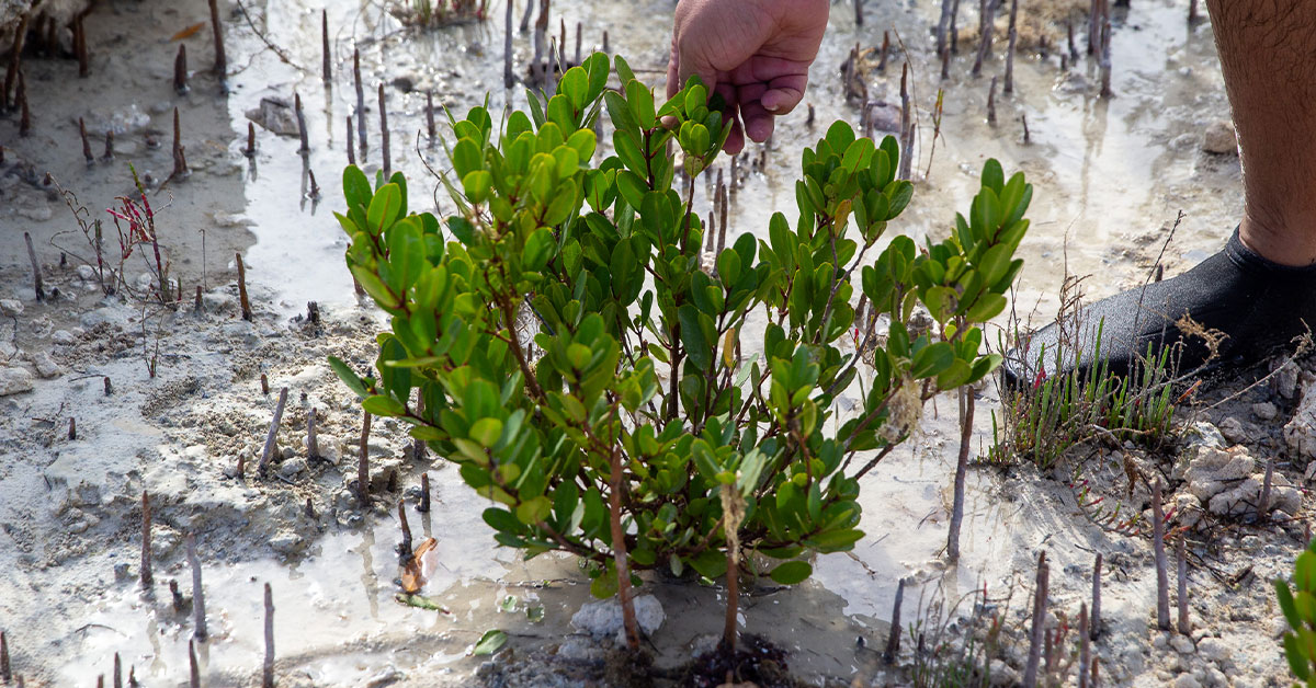 Expected Impact and Future Goals mangroves