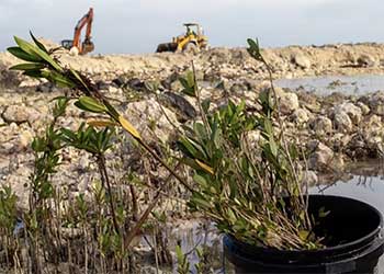 Mangrove Relocation Initiative at Legendary Marina Blue Water Cay